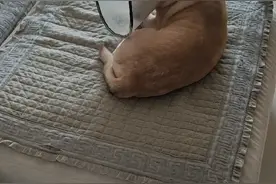 眼睛往上翻，不愿意