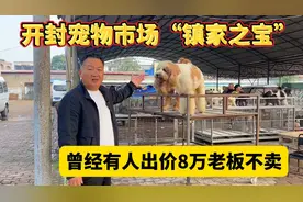 开封宠物市场“镇家之宝”，这狗曾经有人出价8万，老板不卖视频封面