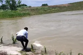 一场大雨河水猛涨起来，下游湖里的鱼群逆流而上，村民大饱口福。视频封面