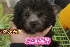 大爆毛的灰泰迪，标体的成年大概在六七斤左右，反色反的特别好视频封面