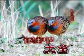 盘点竹鸡10种不同的叫声，曾经只见其声不见其影，这回看清了