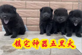 真正的五黑犬，有镇宅神器之称！中华田园犬中的极品视频封面