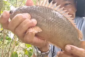 你钓过这么大的野生过山鲫吗，一条体重就接近一斤视频封面