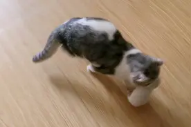 小奶猫第12天了   今天总是要把孩子藏起来   不知道是什么意思