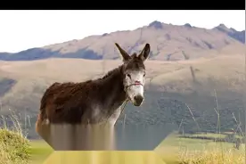 从江苏银行半年报看银行不是驴视频封面