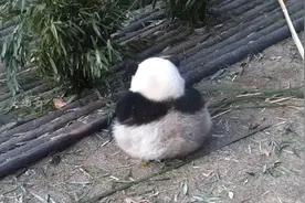 大熊猫不一样的耳朵视频封面