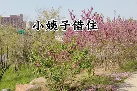 小姨子借住视频封面