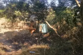 #原声公母画眉鸟合叫音，溜鸟必备！视频封面