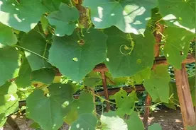 7月节瓜.丝瓜.南瓜丰收季节。视频封面