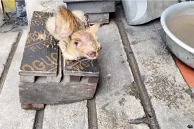 这只小猫眼睛凸肿得太厉害了，看着好心疼，决定带它回去治疗
