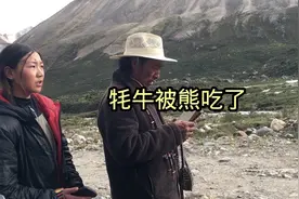 西藏 昌都市 加贡乡 拉圭村，藏族同胞的牦牛被狗熊吃了。