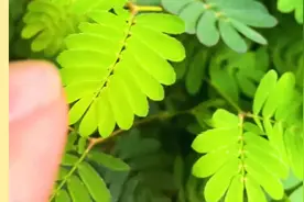 一直摸含羞草，它会累死吗？