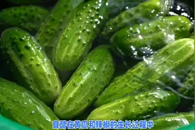 种植黄瓜和辣椒为什么要喷食醋呢？有什么好处？那什时候喷最好呢视频封面
