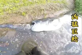 荒野钓鱼：男人钓上一条巨型鲶鱼，没想到还有更大的视频封面