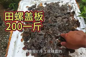 田螺肉50一斤不算贵，田螺盖板200元一斤才是贵，又长见识了视频封面