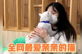 全网最喜欢和美女亲亲的猫视频封面