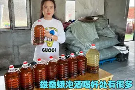 雄蚕蛾泡酒，长期喝对身体好处有很多，今天才知道，太厉害了