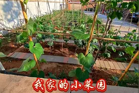 我家的黄瓜是顶花带刺儿，是纯天然的，是绿色的味道浓浓又好吃。视频封面