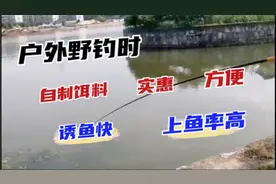 户外野钓时，自制饵料，实惠、方便、诱鱼快、上鱼率高视频封面