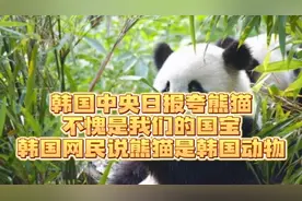 韩国中央日报：熊猫不愧是我们国宝，韩网民：熊猫是韩国传统动物视频封面