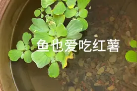 相比于鱼饲料，鱼儿好像更喜欢红薯了🤓