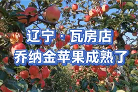 辽宁瓦房店乔纳金苹果成熟了，红红的挂满枝头视频封面