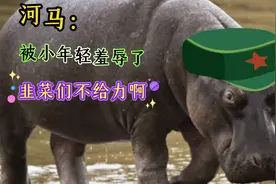 河马：被小年轻羞辱，都是韭菜不给力，让我这个大主播情何以堪？