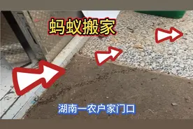 湖南发生一怪事！刚刚两个双胞胎儿子娶了媳妇就发现蚂蚁搬家了视频封面
