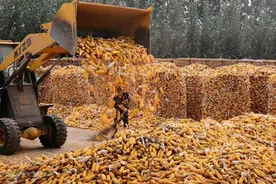 1000斤玉米，从30%水分晒干到14%掉秤多少斤，咋计算？视频封面