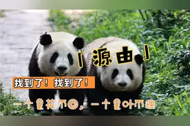 大熊猫花花和叶  叶子花花不肯按时下班的源由是？