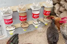 喝过饮料的瓶子不要扔，教你制作简单的鸡饮水器和喂食器视频封面