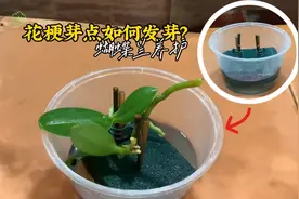 蝴蝶兰花谢之后，花梗别丢了，用这个方法促芽