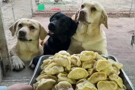 今天给狗狗做的猪肉胡萝卜馅蒸饺，一起吃的饱饱哒！视频封面