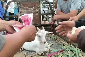 集上羊贩子买奶羊羔350元有30斤左右哎羊羔真是不值钱呀视频封面