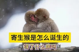 膏药猴为什么要抱着其他生物，是得了什么病吗？