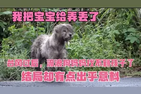 我把孩子弄丢了，反转又反转，一条流浪狗妈妈的心酸寻子血泪史