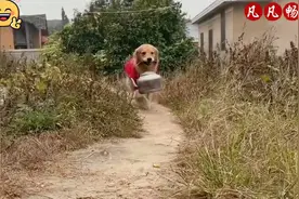 一条懂得报恩的金毛，为报答主人救命之恩，每天帮主人干活。视频封面