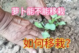 萝卜能不能移栽，怎样移栽？视频详细讲解，方法简单一看就会视频封面