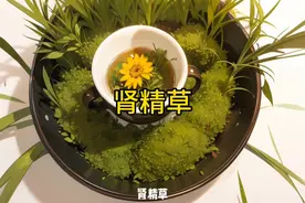 肾精草，你了解它吗