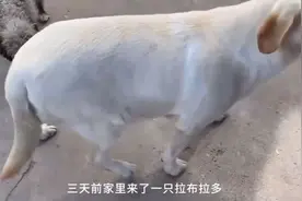 狗狗到医院见主人最后一面，嗅到病床那一刻，场面“失控”视频封面