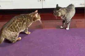 豹猫打不过狸花猫，白瞎一身圣遗物了