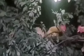 深圳观澜果园土鸡鸭有需要的朋友附近可以送货到家。可加工做熟。视频封面