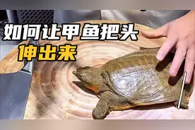 甲鱼宰杀的几个小技巧，腥味全无，超实用