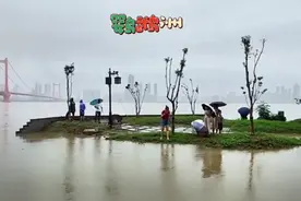 武汉长江超设防水位2米，鹦鹉洲部分被淹视频封面