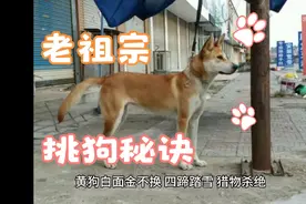老祖宗留下来的挑狗秘诀，买狗用的上！视频封面