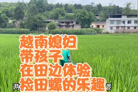 越南媳妇带着两个孩子在田边捡田螺，过着简单平凡有意义的儿童节视频封面