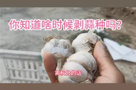 种植大蒜你知道啥时候剥蒜种吗？能提前剥吗？这些都需要了解视频封面