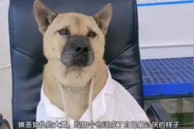 大黄被嘎蛋骂了宠物医生五年，如今仇人变主人大黄成了全村的叛徒视频封面