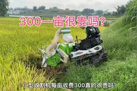 小型收割机300一亩真的很贵？农村小伙算了一笔账视频封面