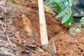 立春过后挖的笋会长成竹子吗？ 职业挖笋哥又来挖笋看完就明白了视频封面